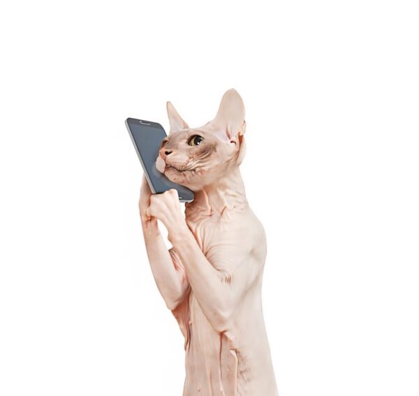 Don Sphinx cat at phone in front of white background.